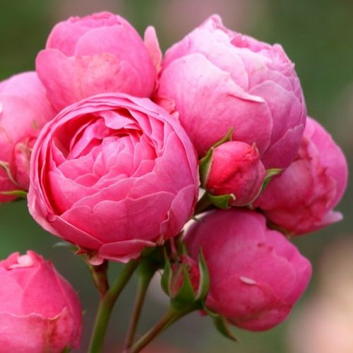 Pomponella® virágágyi floribunda rózsa